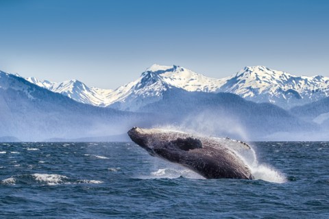 The One-Of-A-Kind Glacier Bay National Park In Alaska Is Absolutely Heaven On Earth