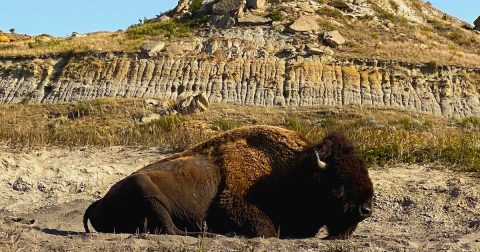 8 Fascinating Things You Probably Didn't Know About Medora In North Dakota