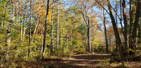 Walk Through 17,000 Acres Of Trees In Connecticut's Cockaponset State Forest