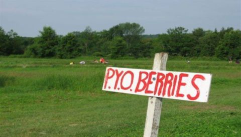 You’ll Have Loads Of Fun At These 19 Pick-Your-Own Fruit Farms In Vermont