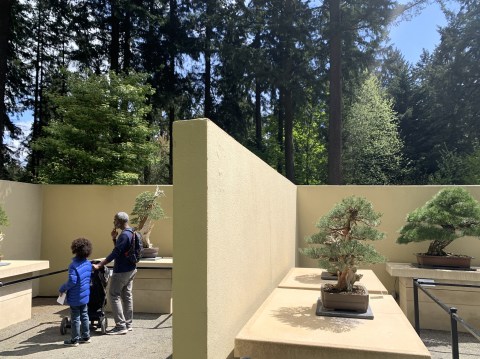 Visit The Kid-Friendly Pacific Bonsai Museum In Washington, Then Stop For Ice Cream At Sub Zero Nitrogen Ice Cream