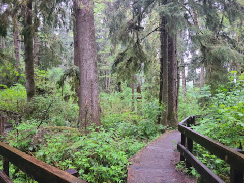 Climb Tree Root Stairs And Ogle Magnificent Old-Growth Giants On This Fairy Tale Trail In Astoria, Oregon