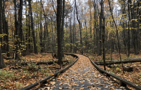 Take A Paved Loop Trail Around This New Hampshire Forest Pond For A Peaceful Adventure