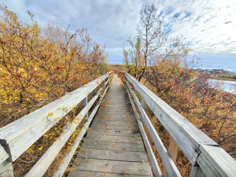 Take A Boardwalk Trail Through The Tundra Of Bethel's Pinky Park In Alaska