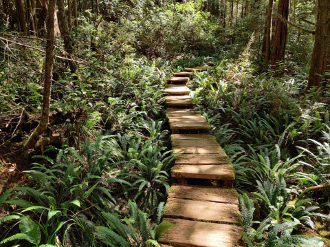 Take A Boardwalk Trail Through Coastal Forests To Hidden Beaches In Washington