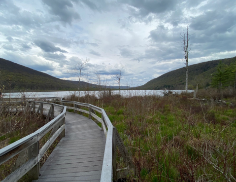 Take A Boardwalk Trail Through The Woods Of Labrador Hollow Unique Area In New York