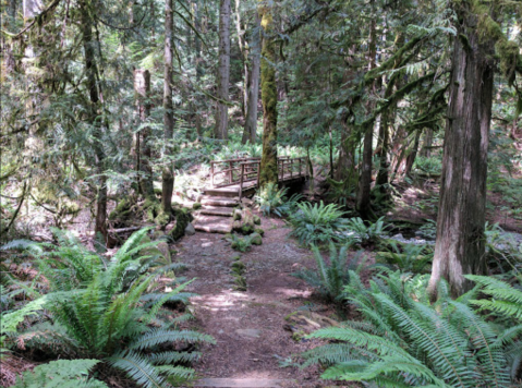 With More Than 425 Acres To Explore, Washington's Dosewallips State Park Is Worthy Of A Multi-Day Adventure