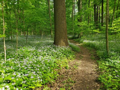 Hike This Ancient Forest In Indiana That’s Home To Centuries-Old Trees