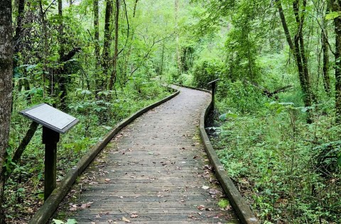 Take A Boardwalk Trail Through The Wetlands At The Ebenezer Swamp Ecological Preserve In Alabama