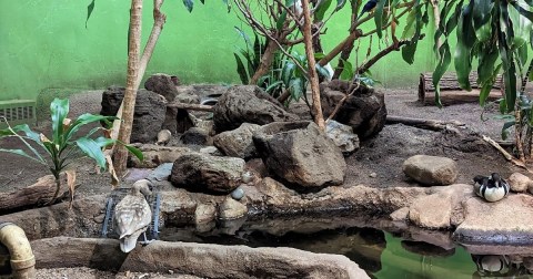 This Indoor Tropical Forest In Massachusetts Is Filled With Waterfalls And Exotic Animals