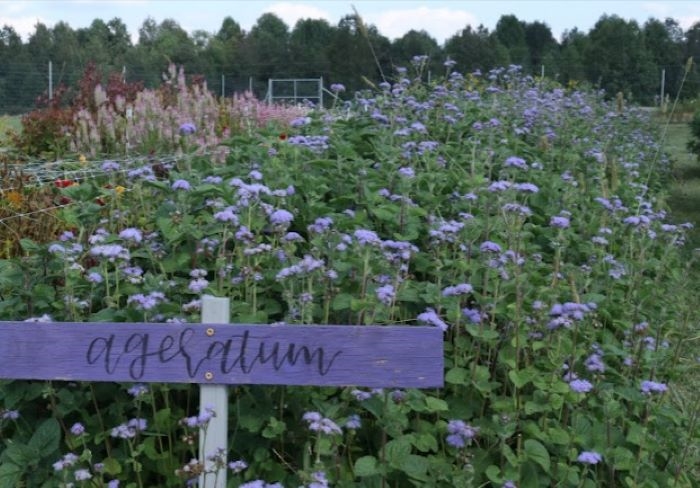 Moonflower Farms