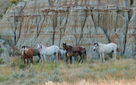 The Magical Place In North Dakota Where You Can View A Wild Horse Herd