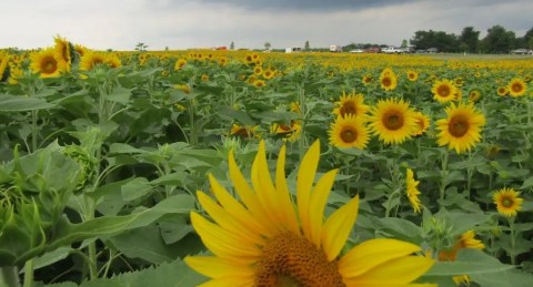 You Must Visit This Epic Sunflower Field In Maryland As Soon As Possible