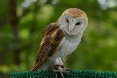 Play With Owls At Cascades Raptor Center, Then Explore The Ridgeline Trail In Oregon