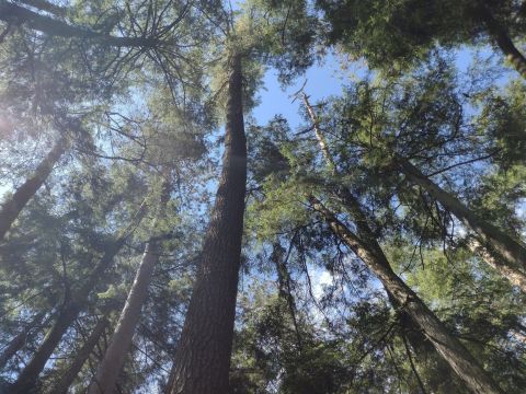 Climb A Forest Path And Ogle Magnificent Old-Growth Giants On This Fairy Tale Trail In Wisconsin's Cathedral Pines