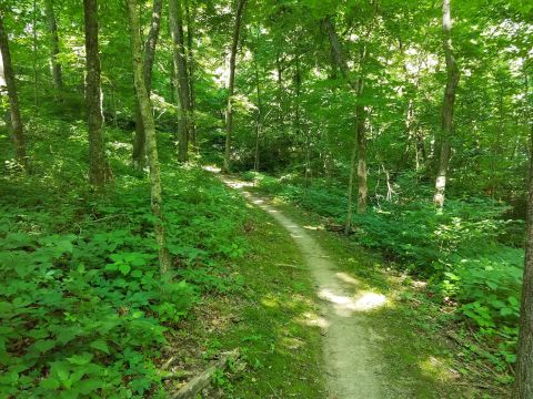 Wander Through The Forest And Marvel At Wildlife On This Fairy Tale Trail In Missouri