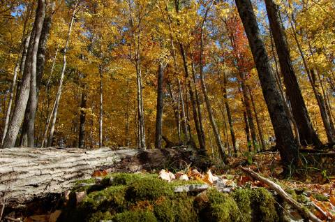 View The Best Fall Foliage In Kentucky At This Little-Known Nature Preserve