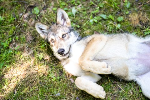 Spend The Day With Wolves At The West Virginia Wildlife Center In Upshur County