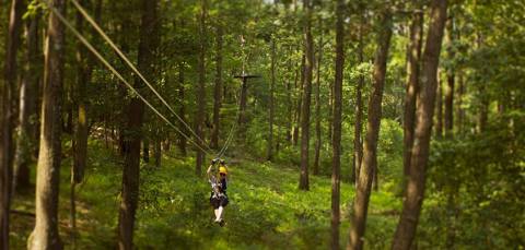 The One Walk Above The Trees In West Virginia That’s Beautiful Any Time Of Year