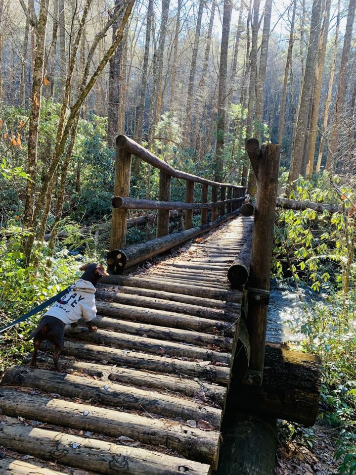 ellicott rock wilderness chattooga river trail