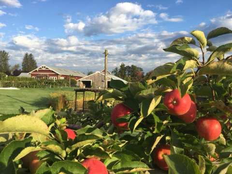 Get Your Cider Donut Fix From This Legendary Washington Farm