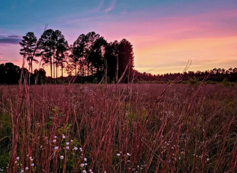 3 South Carolina Nature Centers That Make Excellent Family Day Trip Destinations