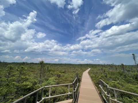 Take A Boardwalk Trail Through The Wetlands Of The Bangor City Forest In Maine