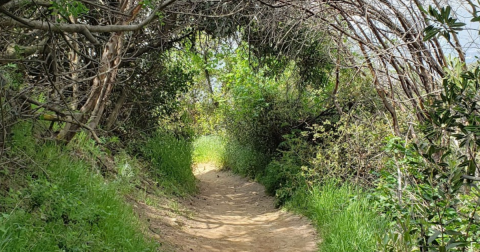 This Haunted Forest In Southern California Will Give You The Chills