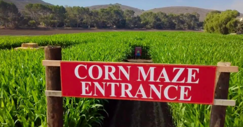 Get Lost In These 6 Awesome Corn Mazes In Southern California This Fall