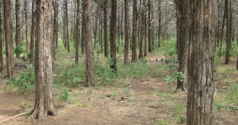 The Haunted Parallel Forest In Oklahoma Is Not For The Faint Of Heart