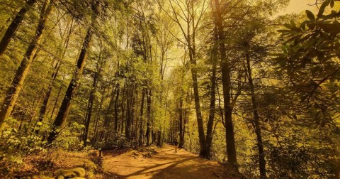 The 3.9-Mile Gatlinburg Trail In Tennessee Takes You Along The Enchanting Little Pigeon River