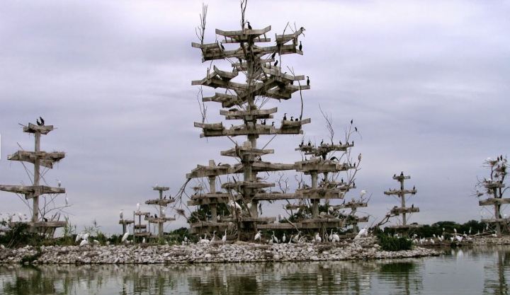 Large birds rest on man-made nesting towers at Lake Renwick in Illinois