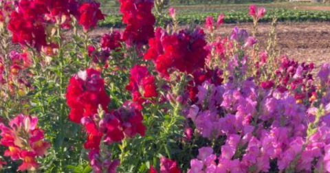 A Colorful U-Pick Flower Farm, The Urban Edge Farm In Northern California Is Like Something From A Dream