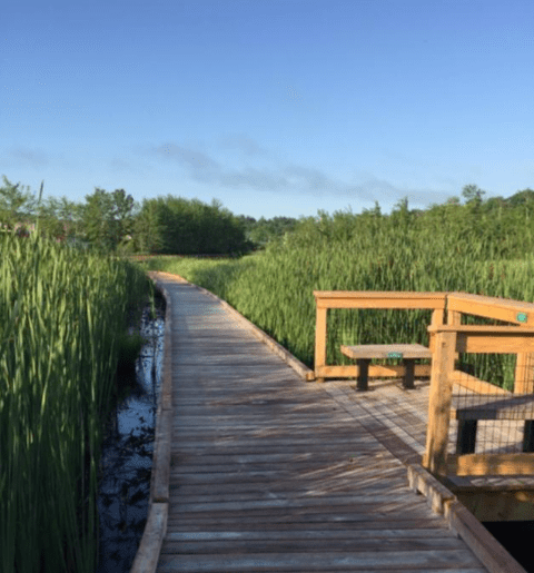 Take A Boardwalk Trail Through The Wetlands Of Laverock Nature Trail In New Hampshire