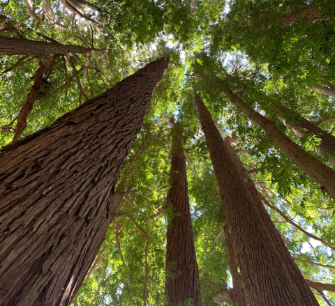 Climb Tree Root Stairs And Ogle Magnificent Old-Growth Giants On This Fairy Tale Trail In Hawaii