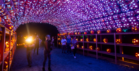 Surround Yourself With 7,000 Glowing Pumpkins When You Attend New York's Great Jack O'Lantern Blaze