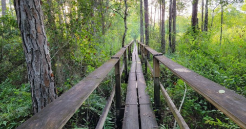 Lockwood To Barr Is A Beginner-Friendly Waterfall Trail In Florida That's Great For A Family Hike