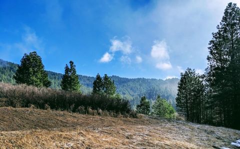 Cross Wooden Bridges And Ogle Magnificent Old-Growth Giants On This Fairy Tale Trail In Idaho