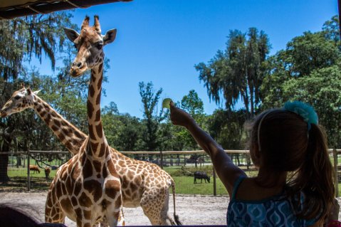 There's A Campground Right Next To A Giraffe Ranch In Florida, Making For A Fun-Filled Family Outing