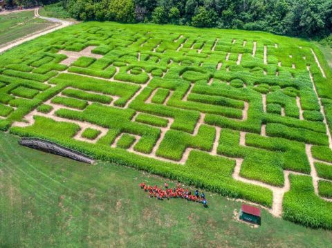 Get Lost In These 6 Awesome Corn Mazes Around Charlotte This Fall