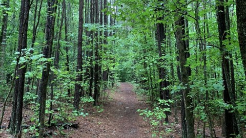 Ogle Magnificent Trees And Beautiful Waterways On This Fairy Tale Trail In Georgia