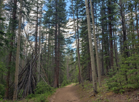 Climb Toppled Trees And Ogle Magnificent Sky High Aspens On This Fairy Tale Trail In Colorado