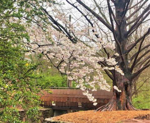 Explore The Towering, Whimsical Trees On This Fairy Tale Trail In Arkansas