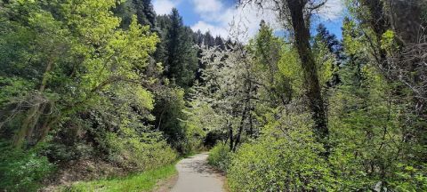 Walk Through Lush Forests And Ogle Beautiful Waterfalls On This Fairy Tale Trail In Utah