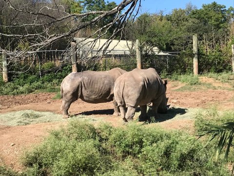 Spend The Day With Lions, Otters, And Orangutans At The Cameron Park Zoo In Waco, Texas