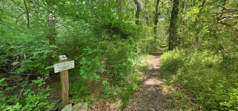 Hike This Forest In Rhode Island That’s Home To 200-Year-Old Trees