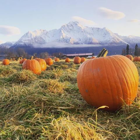 Every Fall, This Small Farm In Alaska Holds The Fall Family Fun Festival