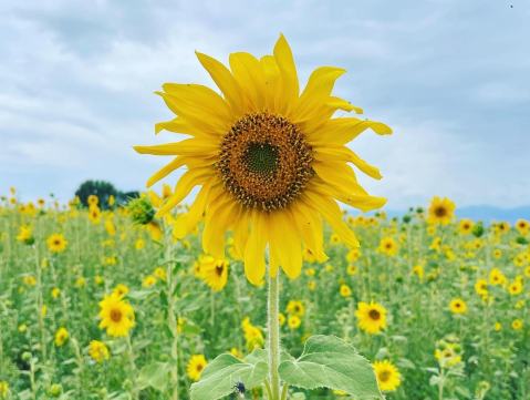 The Sunflower Farm May Just Be The Most Serene Place In All Of Colorado