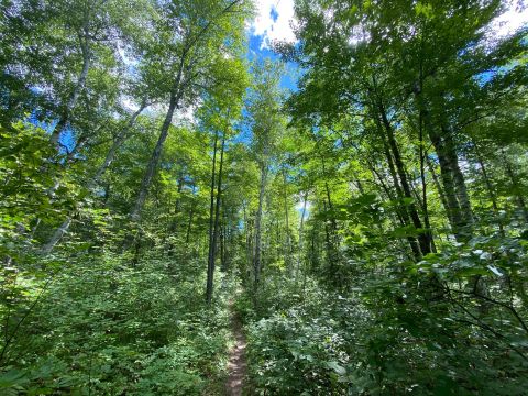 A True Hidden Gem, The 236,000-Acre Northern Highland American Legion State Forest Is Perfect For Wisconsin Nature Lovers