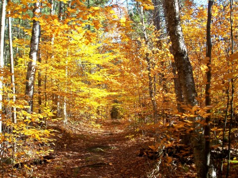 There's A Little-Known Wildlife Sanctuary Just Waiting For New Hampshire Explorers